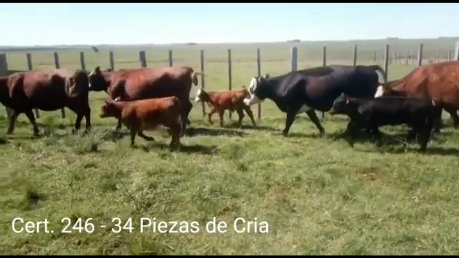 Lote PIEZAS DE CRIA