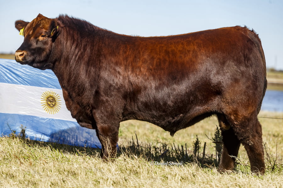 Lote Selección de Toros La Juanita