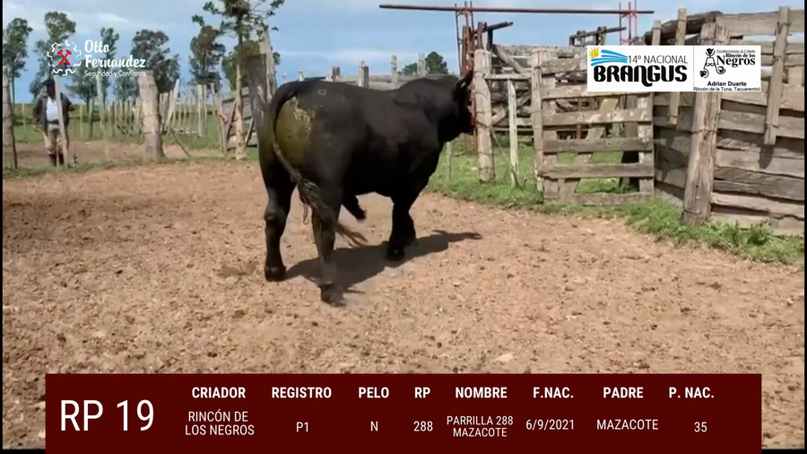 Lote Toros a remate en 14º Nacional Brangus, Tacuarembó