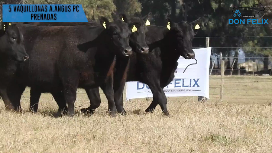 Lote "Cabaña ""Don Felix"" Vaquillonas PC"