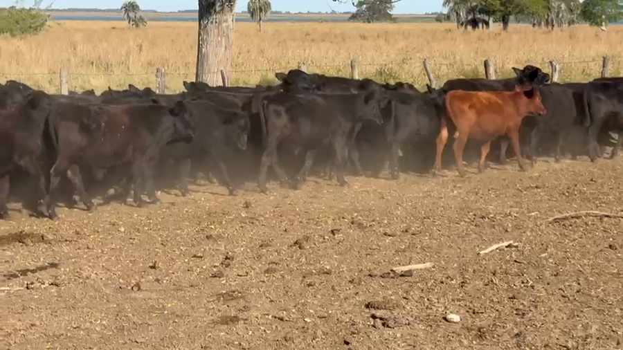 Lote 68 Terneros en Corrientes, Goya