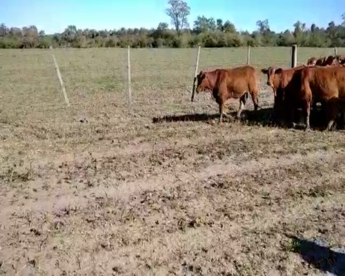 Lote 75 Terneras en El Colorado, Formosa