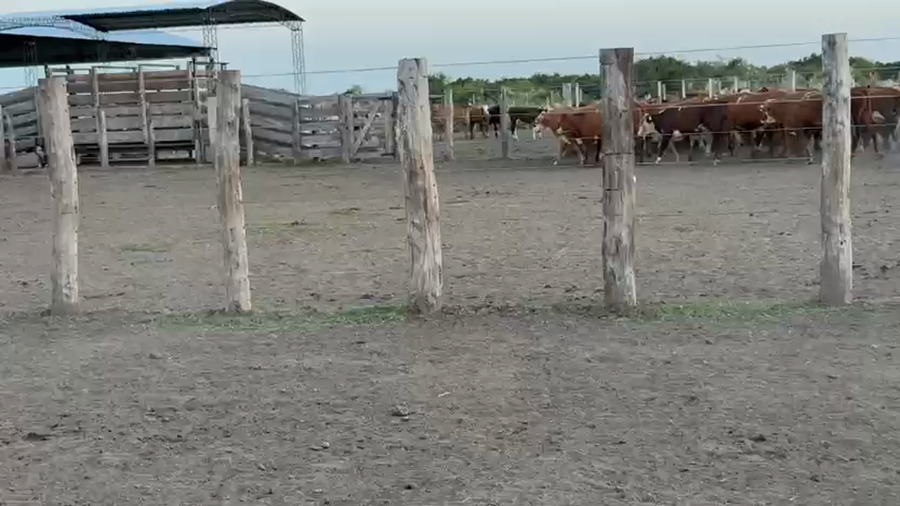 Lote 143 Terneros/as