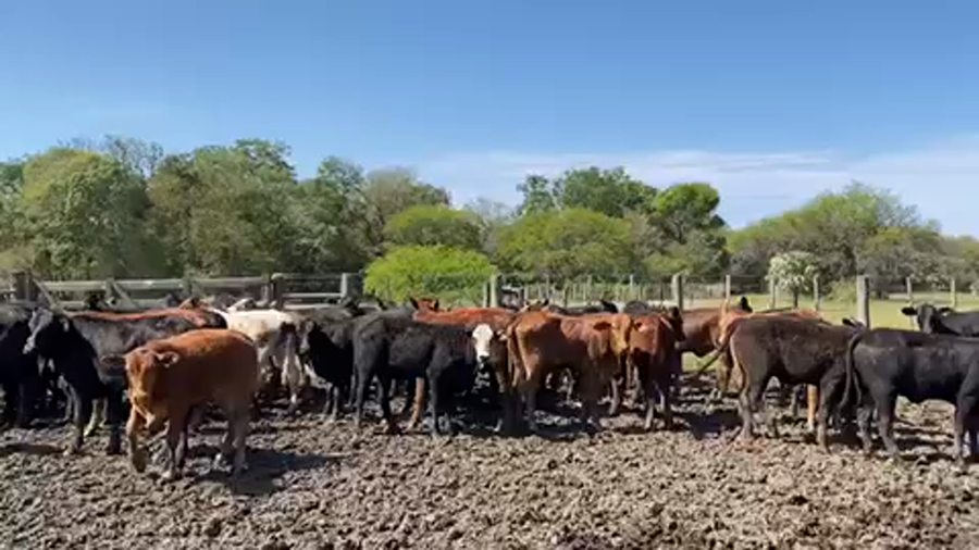 Lote 65 Terneros/as en Pto. Eva Perón, Chaco