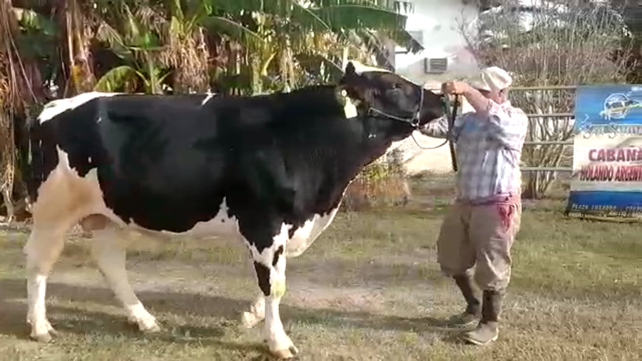 Lote Oscar Giuliano - Toro Saul