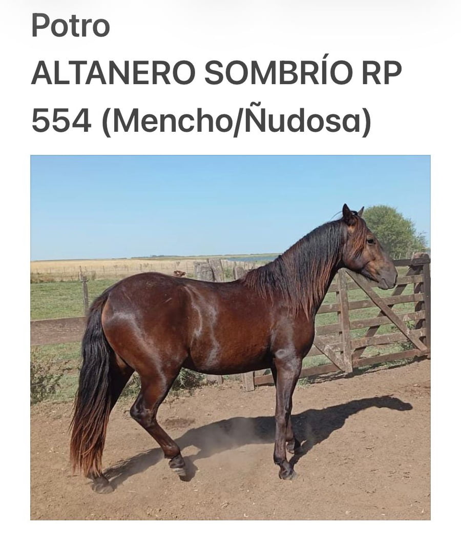 Lote ALTANERO SOMBRÍO. RP 554