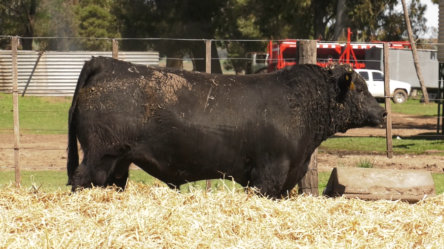 Lote TOROS PUROS CONTROLADOS