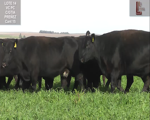 Lote VACAS A. ANGUS NEGRAS  P. CONTROLADAS C/ GTIA DE PREÑEZ