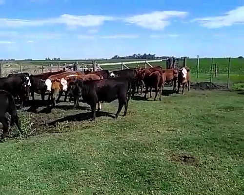 Lote 22 Terneros/as en Henderson, Buenos Aires