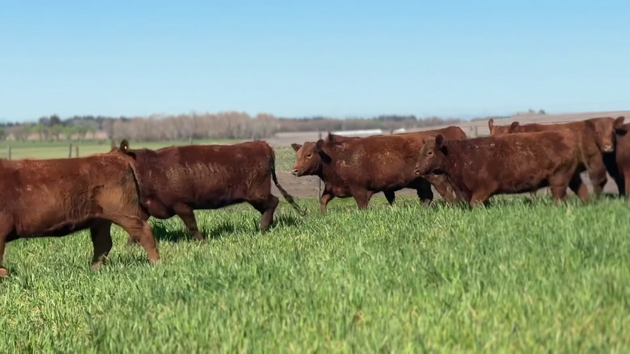 Lote 10 Vaquillonas G/P generales