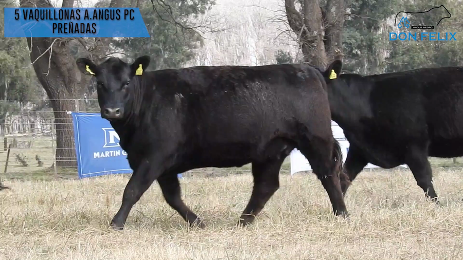 Lote "Cabaña ""Don Felix"" Vaquillonas PC"