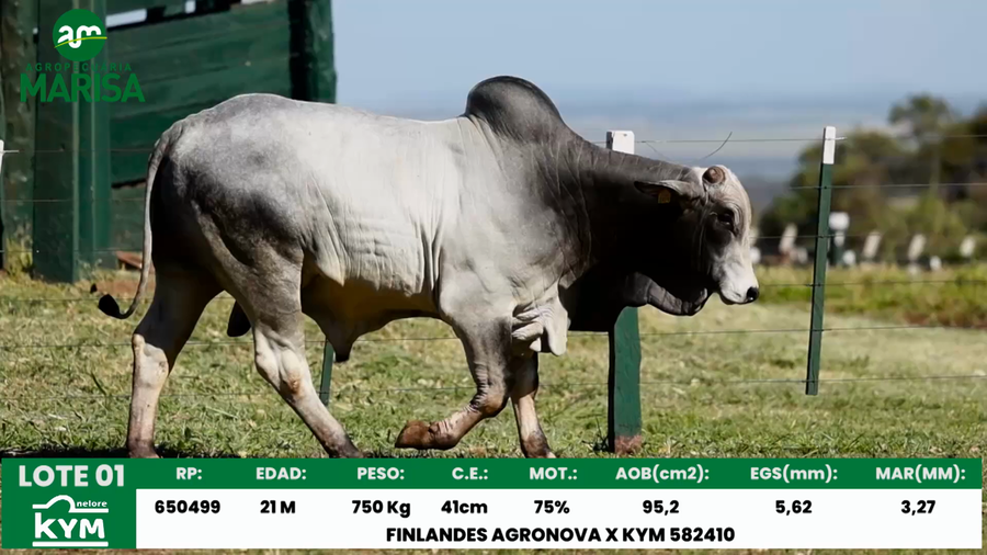 Lote Lote 1