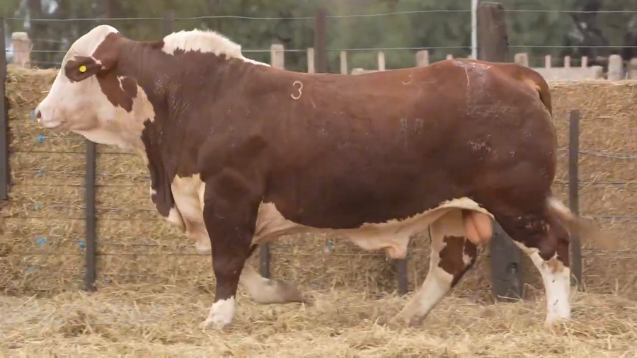 Lote Toros Braford