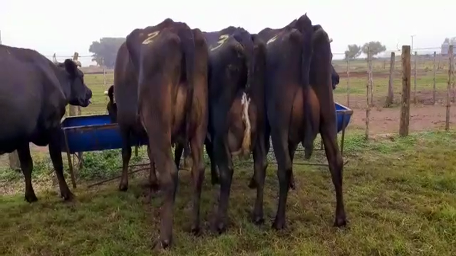 Lote Vacas En Producción - Hornero Chico