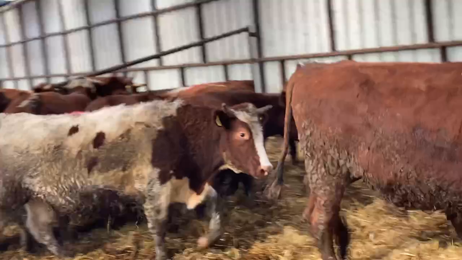 Lote 22 Novillo Gordo en XIV Región Los Ríos, Río Bueno