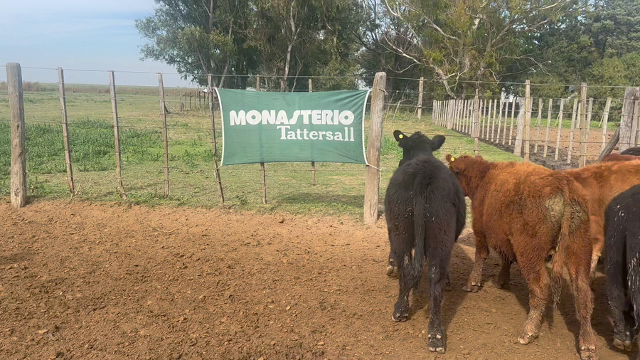 Lote 70 Terneros en Gral. Levalle - Cordoba