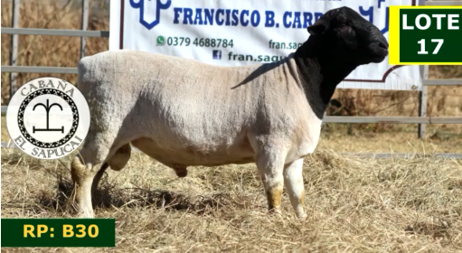 Lote OVINOS MACHOS 17