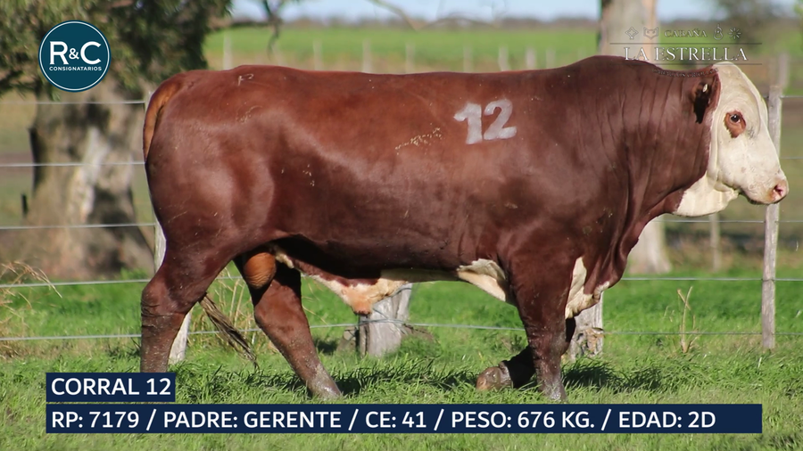 Lote Toro Braford