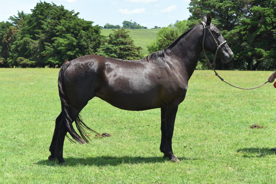 Lote RP 199 - MARINA DEL BURUCUYA