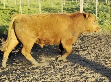 Lote PLANTEL X HEREJE