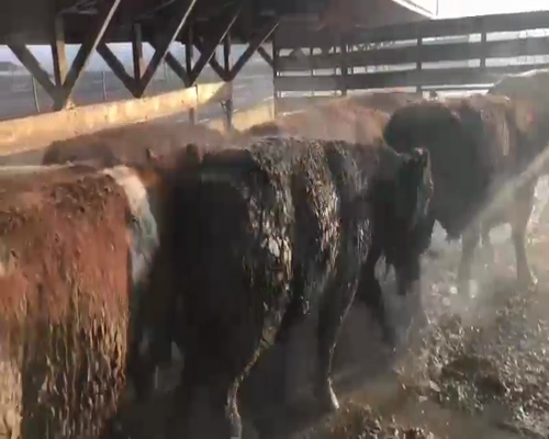 Lote 24 Novillo Gordo en Los Ángeles, VIII Región Biobío