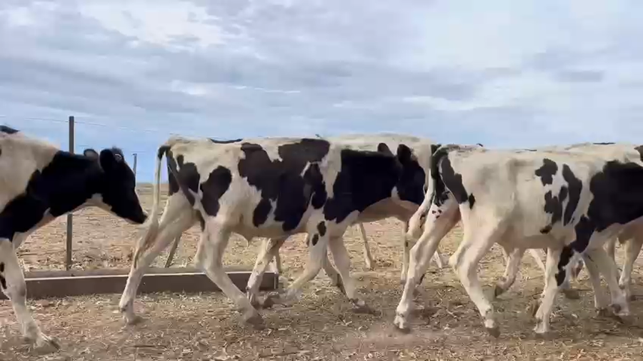 Lote NOVILLOS 1 a 2 AÑOS