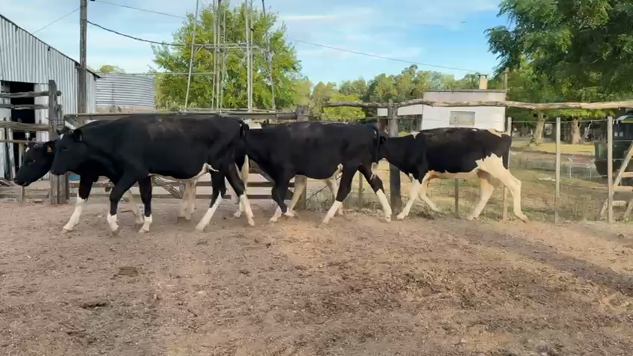 Lote NOVILLOS 1 a 2 AÑOS