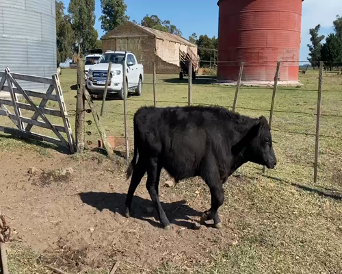 Lote 60 Terneros en Tres Arroyos, Buenos Aires