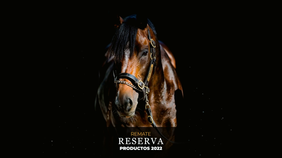 Lote CHE CARABANERA (TODO UN AMIGUITO  -  STORMY ELLIPTIC)