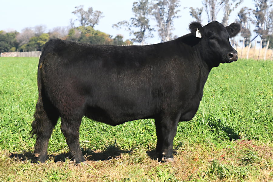 Lote RP 17665 y RP 17673 - VAQUILLONAS ELECCIÓN PP