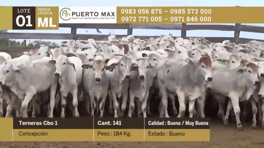 Lote Terneras más de 170 kg