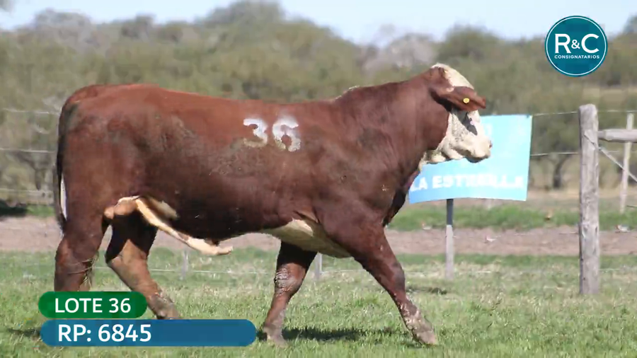 Lote Toros señal 22