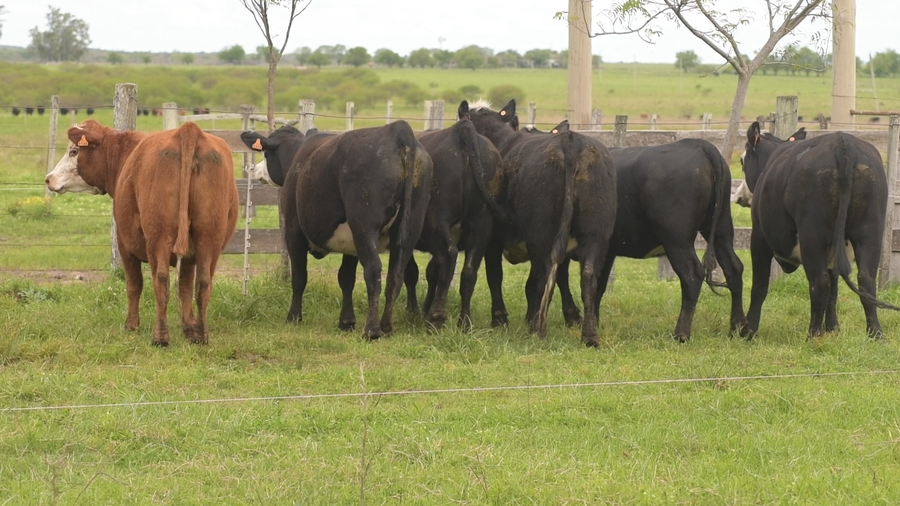 Lote 6 Vaquillonas caretas preñadas