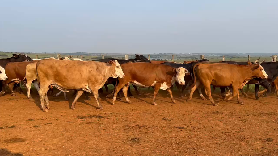 Lote 160 Vaquillonas en Ituzaingó, Corrientes