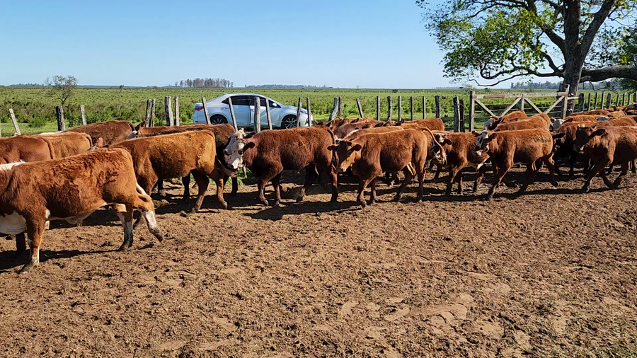 Lote 205 Terneros en Ituzaingó, Corrientes