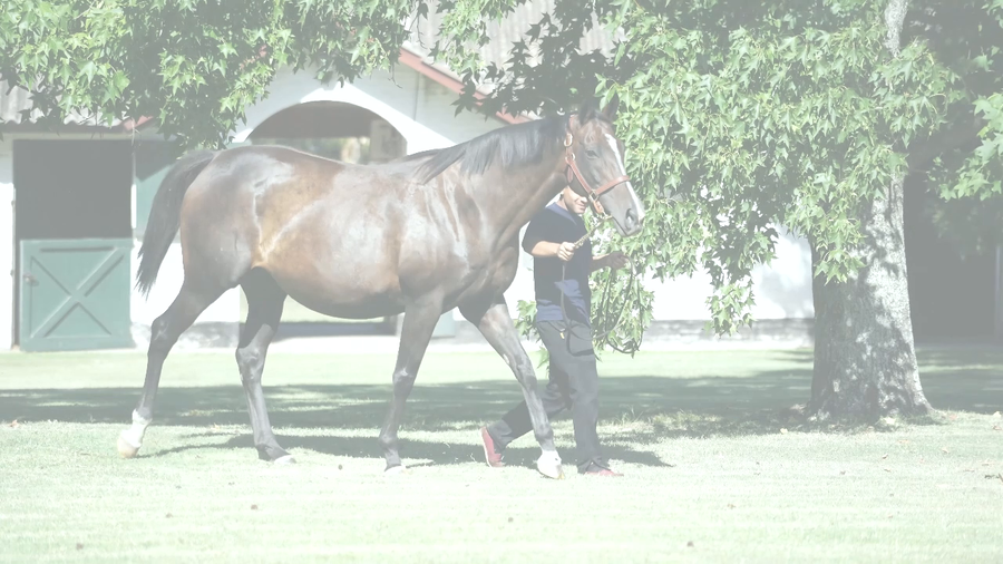Lote APOSTOLICA (REMOTE - N YOU) preñez de MADE YOU LOOK