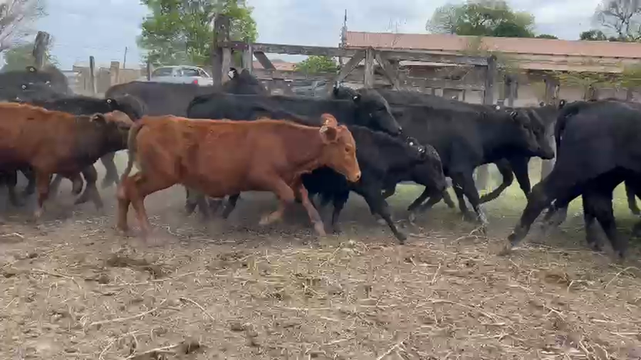 Lote 80 Terneros/as
