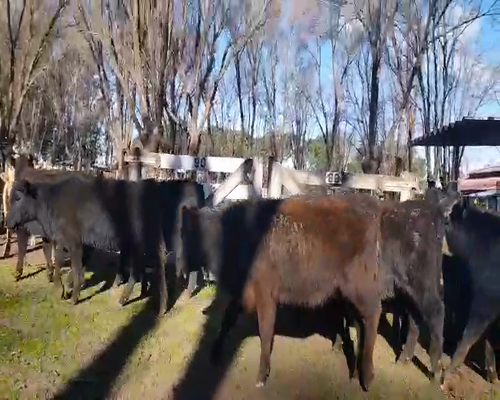 Lote 35 Terneras en Gral. Lamadrid, Buenos Aires