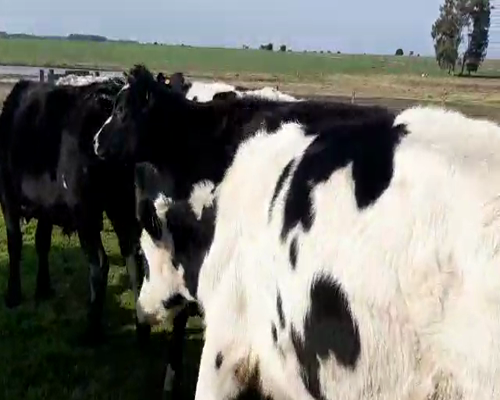 Lote 12 Novillos HOLANDO a remate en Pantalla Camy 250 - 260kg - , San José