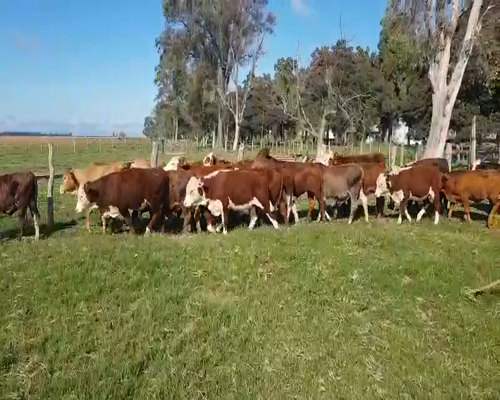 Lote 60 Terneros en Esquina, Corrientes