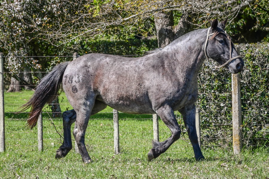 Lote Lote 14 Desconsiderada del Paso rp 183