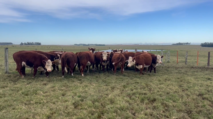 Lote 20 Vacas