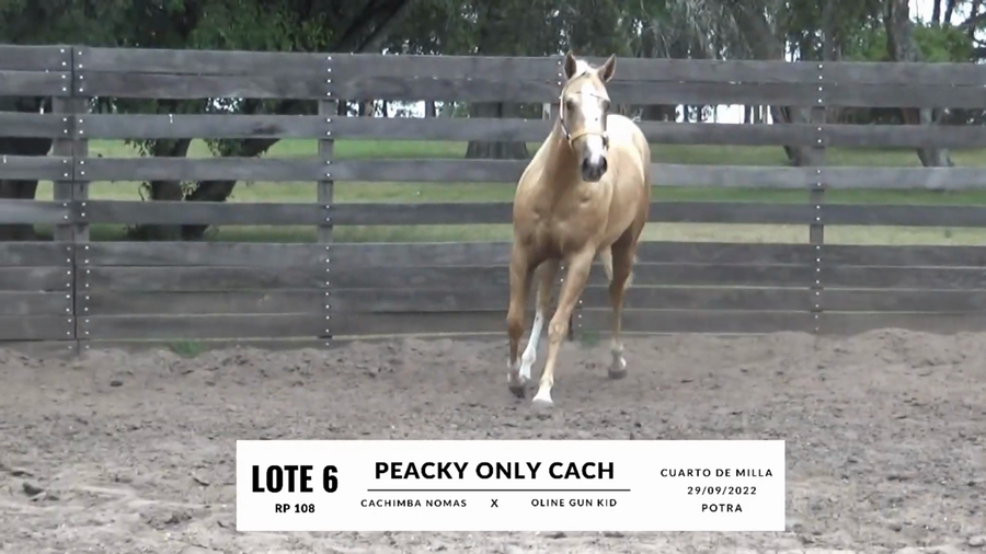 Lote PEACKY ONLY CACH