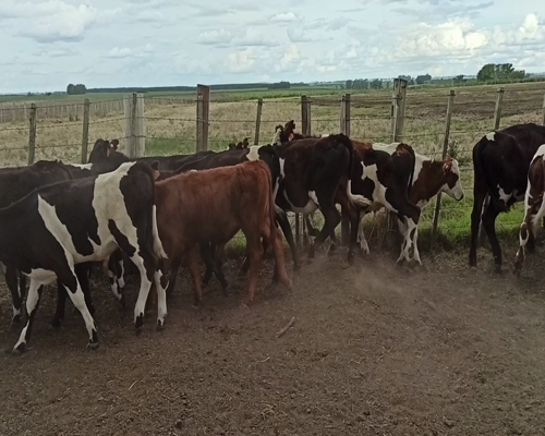 Lote TERNEROS
