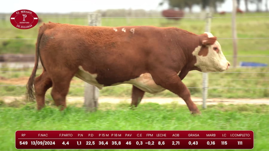 Lote Hereford