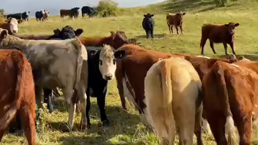 Lote 55 Vaquilla Engorda en Coyhaique, XI Región Aysén