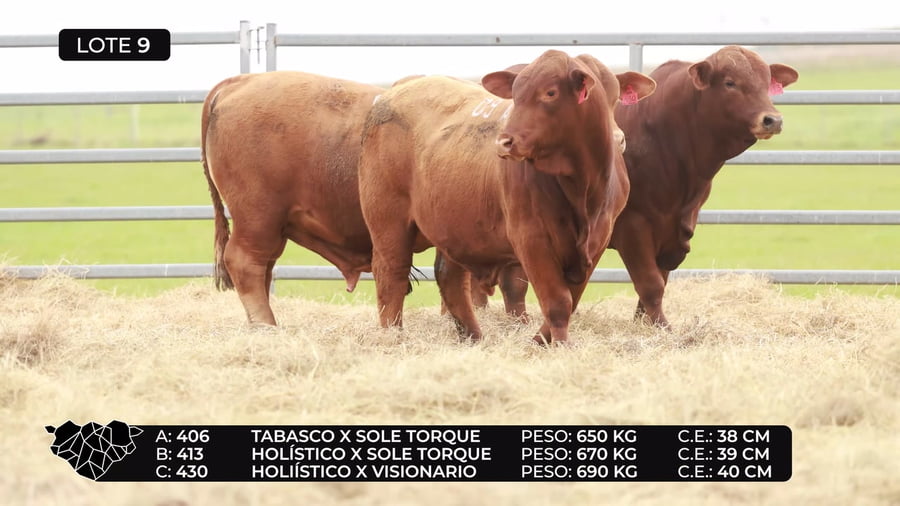 Lote Lote 9