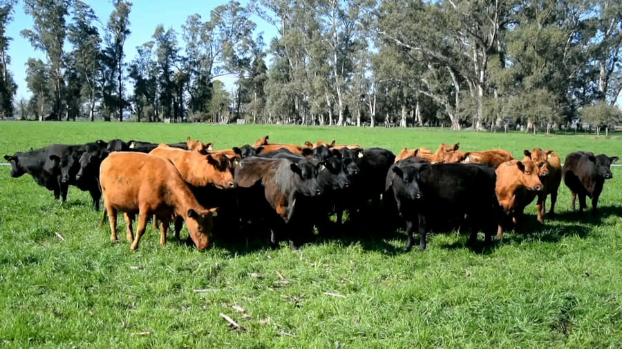 Lote Vaca Mas medio diente pariendo