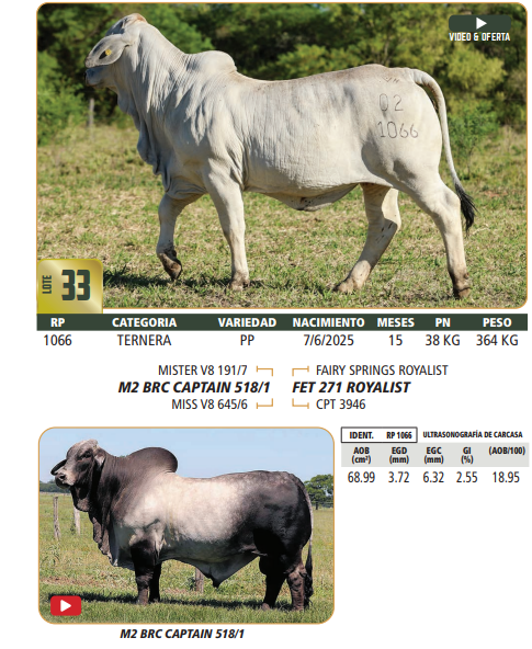 Lote LOTE 33
