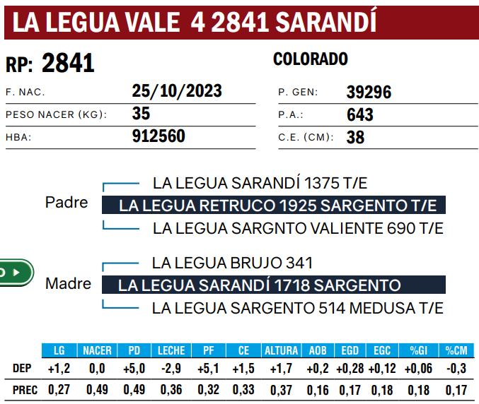 Lote TOROS ANGUS  PP